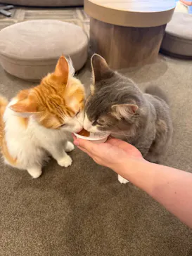 猫カフェモカ　渋谷公園通り店に投稿された画像（2026/8/6）