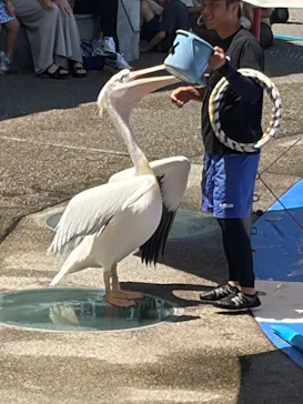 大分マリーンパレス水族館 「うみたまご」に投稿された画像（2026/8/6）