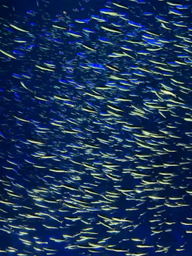 大分マリーンパレス水族館 「うみたまご」に投稿された画像（2026/8/6）