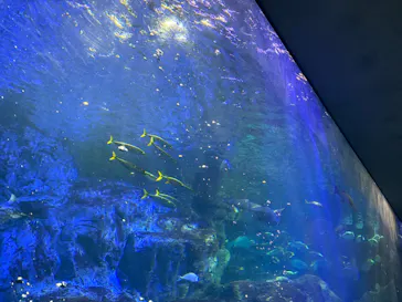 大分マリーンパレス水族館 「うみたまご」に投稿された画像（2026/8/6）