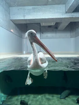 大分マリーンパレス水族館 「うみたまご」に投稿された画像（2026/8/6）