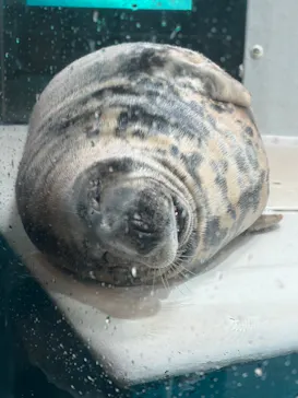 大分マリーンパレス水族館 「うみたまご」に投稿された画像（2026/8/6）