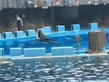 名古屋港水族館に投稿された画像（2026/8/6）