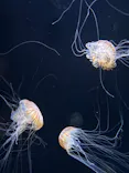 サンシャイン水族館に投稿された画像（2026/8/6）