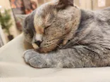 Cat Café MOFF 枚方モール店に投稿された画像（2026/8/6）