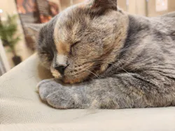 Cat Café MOFF 枚方モール店に投稿された画像（2026/8/6）