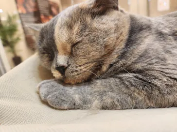Cat Café MOFF 枚方モール店に投稿された画像（2026/8/6）