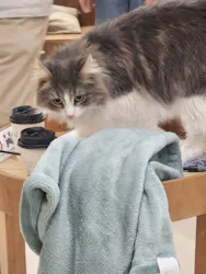 Cat Café MOFF 枚方モール店に投稿された画像（2026/8/6）