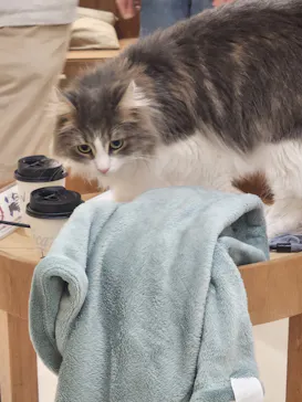 Cat Café MOFF 枚方モール店に投稿された画像（2026/8/6）