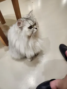 Cat Café MOFF 枚方モール店に投稿された画像（2026/8/6）