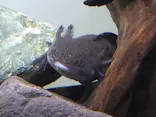 サンシャイン水族館に投稿された画像（2026/8/6）