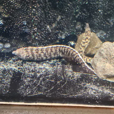 しながわ水族館に投稿された画像（2026/8/6）
