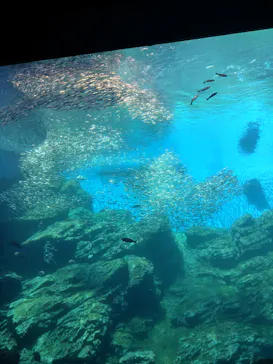 仙台うみの杜水族館に投稿された画像（2026/8/6）