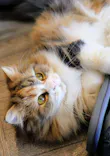 猫カフェモカ　渋谷公園通り店に投稿された画像（2026/8/7）