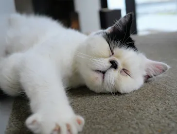 猫カフェモカ　渋谷公園通り店に投稿された画像（2026/8/6）