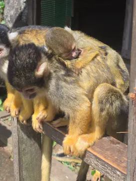 伊豆シャボテン動物公園に投稿された画像（2026/8/6）