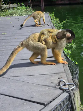 伊豆シャボテン動物公園に投稿された画像（2026/8/6）