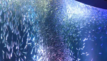 名古屋港水族館に投稿された画像（2026/8/6）