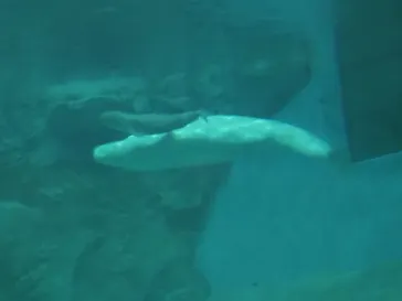 名古屋港水族館に投稿された画像（2026/8/6）