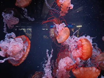 京都水族館に投稿された画像（2026/8/7）