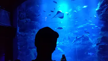 京都水族館に投稿された画像（2026/8/7）
