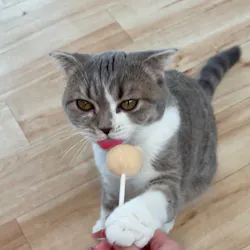 猫カフェモカ　イオンレイクタウン店に投稿された画像（2026/8/7）