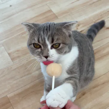 猫カフェモカ　イオンレイクタウン店に投稿された画像（2026/8/7）