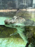 熱川バナナワニ園に投稿された画像（2026/8/7）