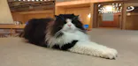 猫カフェモカ 梅田店に投稿された画像（2026/8/7）