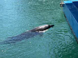 下田海中水族館に投稿された画像（2026/8/7）