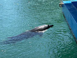 下田海中水族館に投稿された画像（2026/8/7）