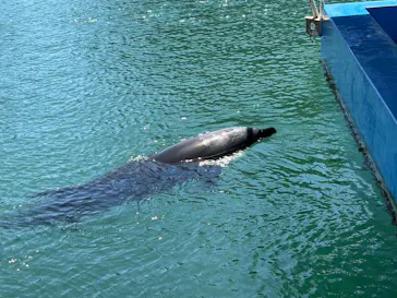 下田海中水族館に投稿された画像（2026/8/7）