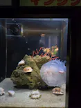 竹島水族館に投稿された画像（2026/8/7）