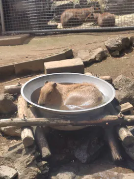 伊豆シャボテン動物公園に投稿された画像（2026/8/7）