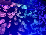 名古屋港水族館に投稿された画像（2026/8/7）