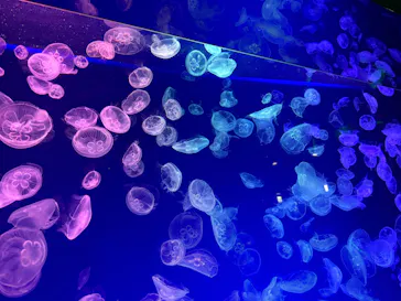名古屋港水族館に投稿された画像（2026/8/7）