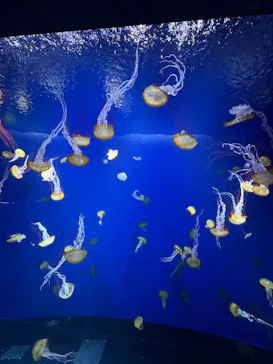 新江ノ島水族館に投稿された画像（2026/8/7）
