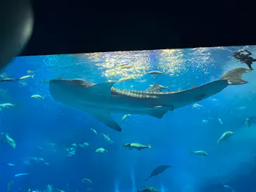 沖縄美ら海水族館に投稿された画像（2026/8/7）