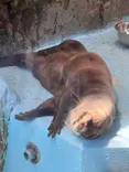 ゼロ距離水族館 伊勢シーパラダイスに投稿された画像（2026/8/7）