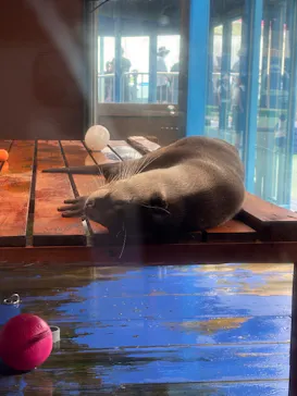 ゼロ距離水族館 伊勢シーパラダイスに投稿された画像（2026/8/7）