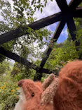 ACAO FORESTに投稿された画像（2026/8/7）