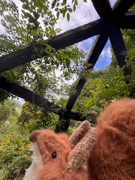 ACAO FORESTに投稿された画像（2026/8/7）