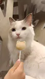 猫カフェモカ　立川店に投稿された画像（2026/8/7）