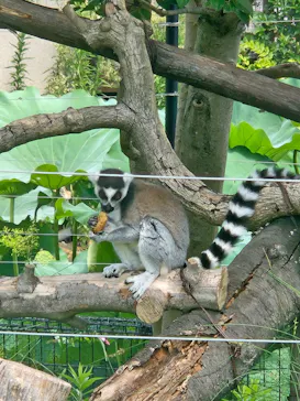 恩賜上野動物園に投稿された画像（2026/8/7）