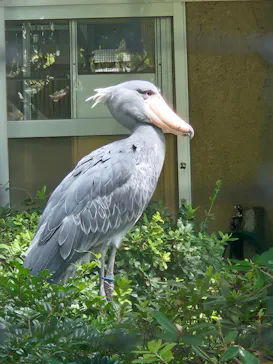 恩賜上野動物園に投稿された画像（2026/8/7）