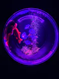 アートアクアリウム美術館 GINZAに投稿された画像（2026/8/7）
