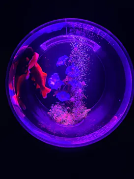アートアクアリウム美術館 GINZAに投稿された画像（2026/8/7）