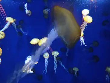 新江ノ島水族館に投稿された画像（2026/8/7）