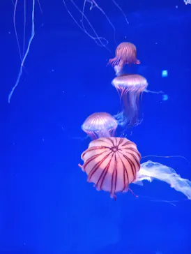 新江ノ島水族館に投稿された画像（2026/8/7）