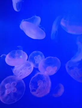 新江ノ島水族館に投稿された画像（2026/8/7）